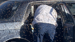 More Than 15,000 Bees Swarm A Car In A Grocery Store Parking Lot